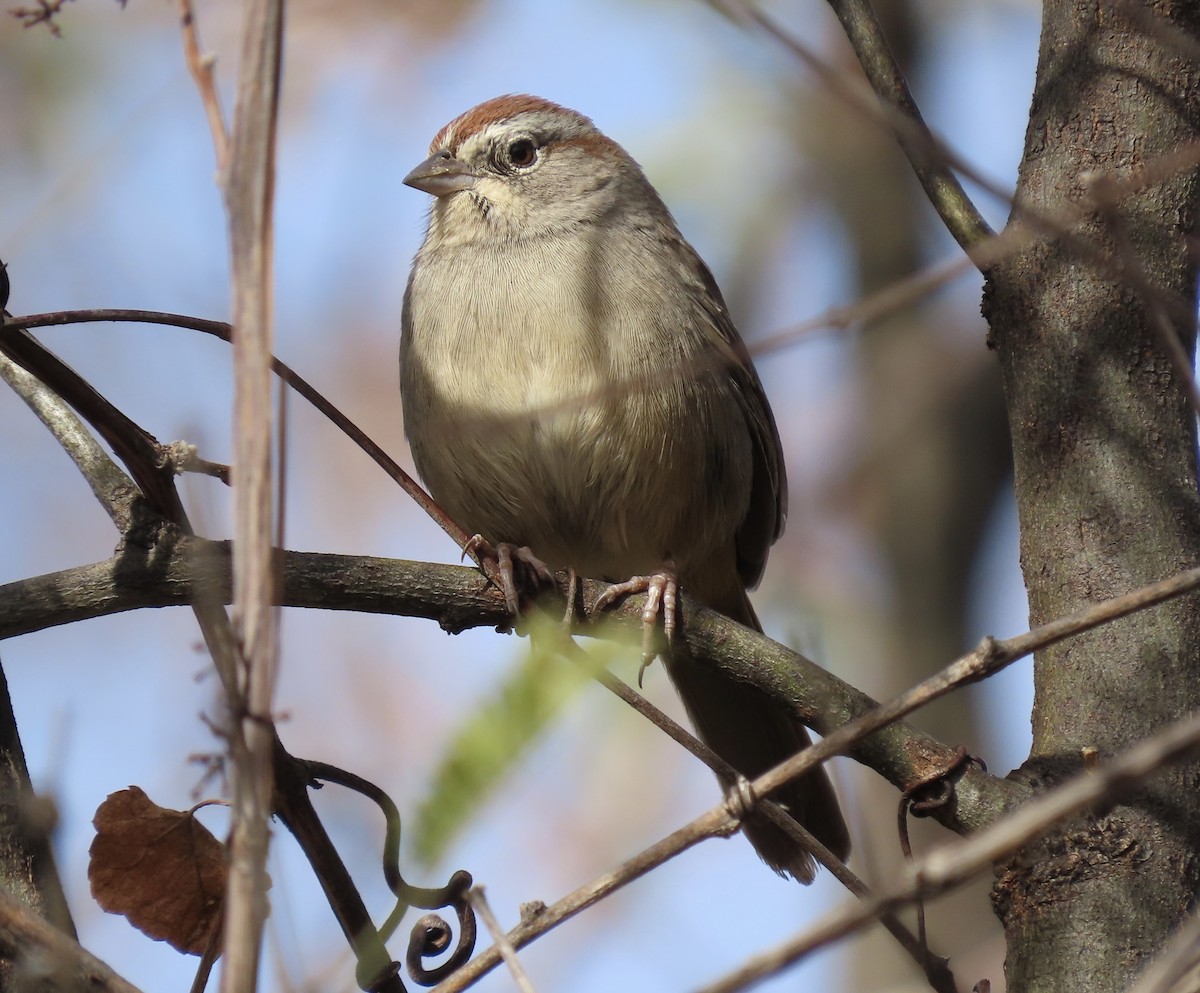 Rufous-crowned Sparrow - ML612431092