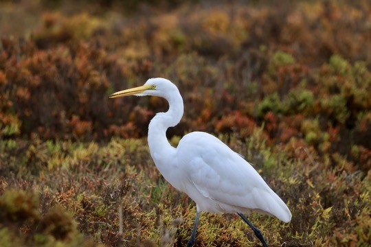 Great Egret - ML612431103