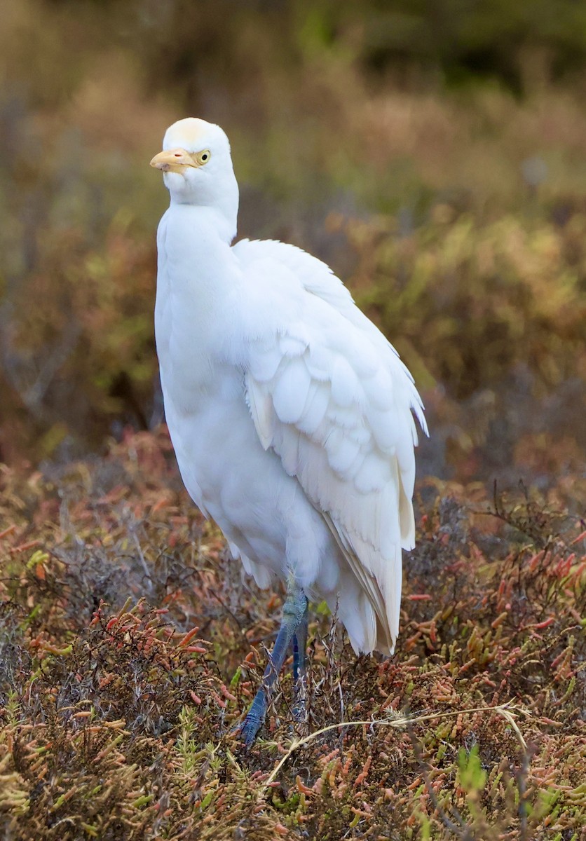 Чапля єгипетська (підвид ibis) - ML612431113