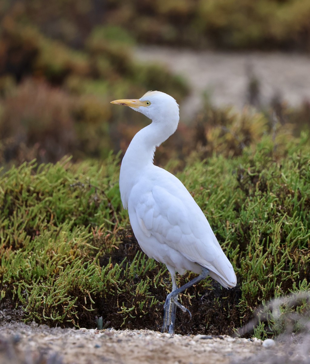 Western Cattle Egret - ML612431114