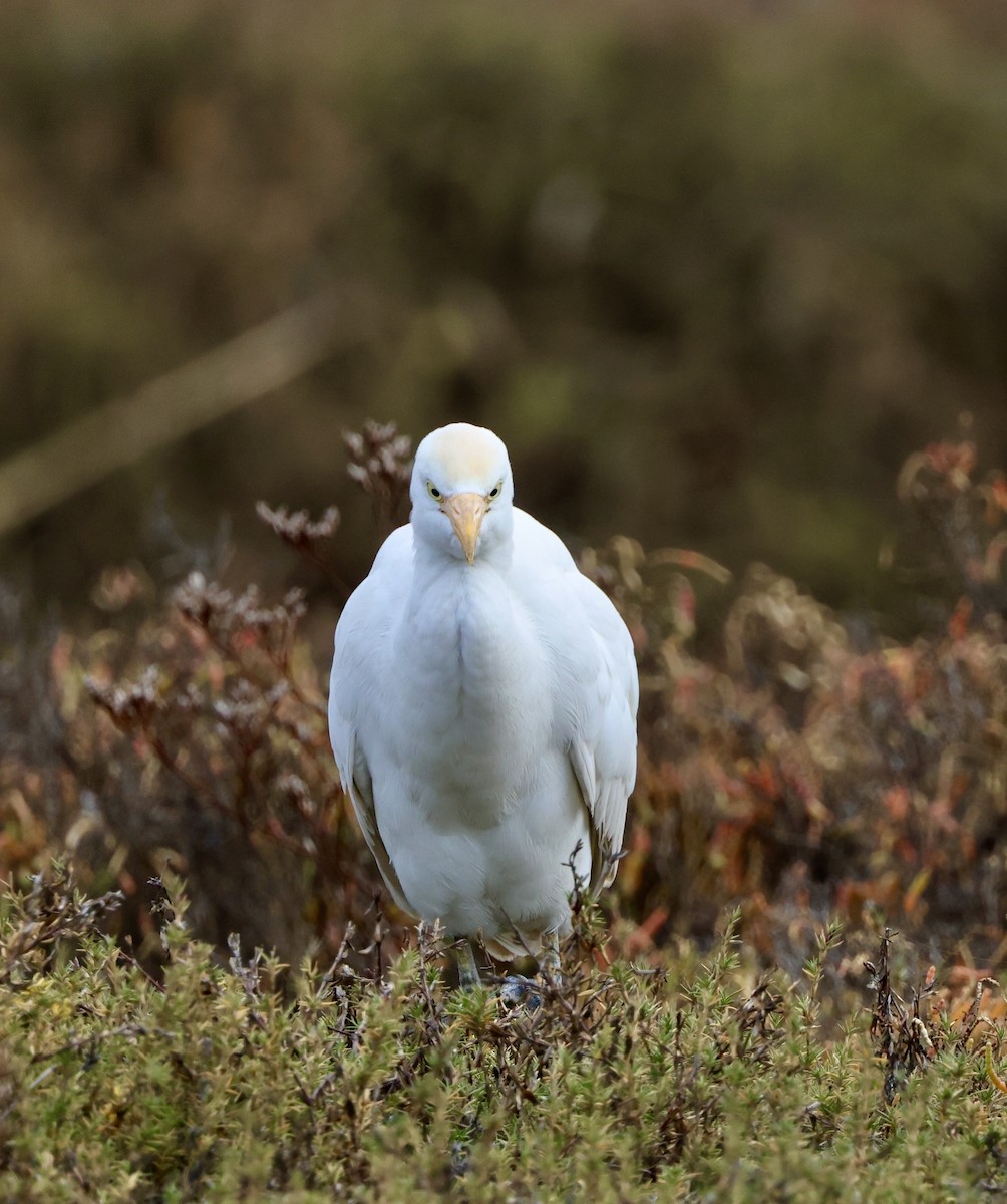 Western Cattle Egret - ML612431115