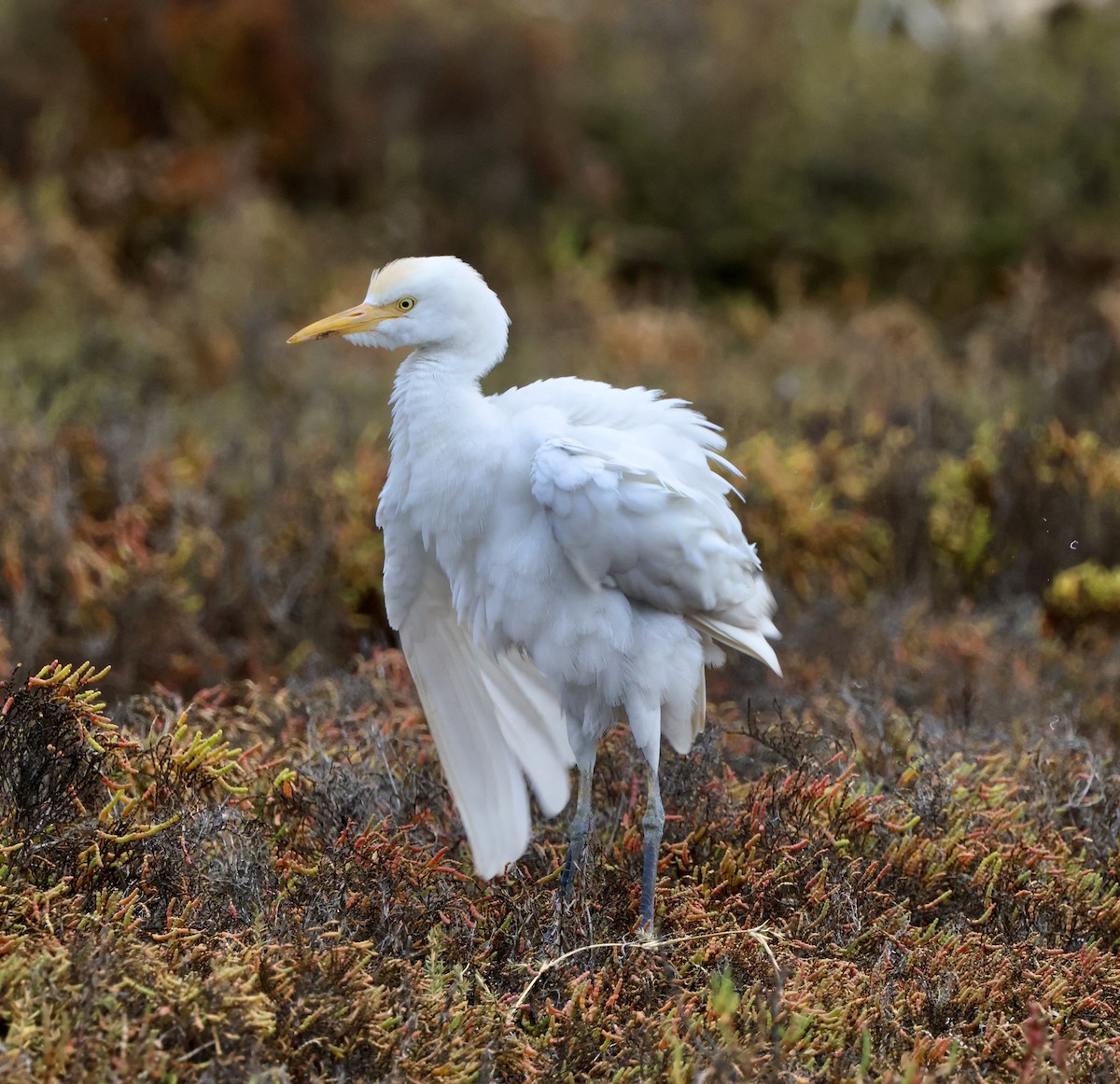 Чапля єгипетська (підвид ibis) - ML612431116