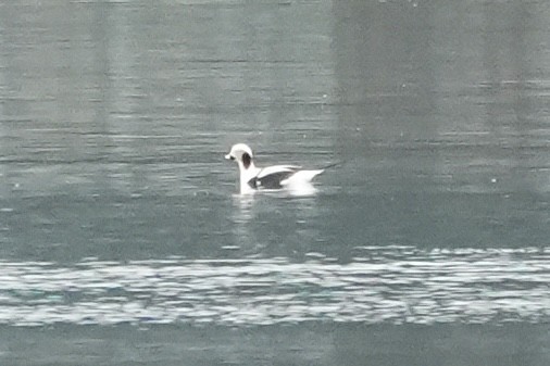 Long-tailed Duck - ML612431149