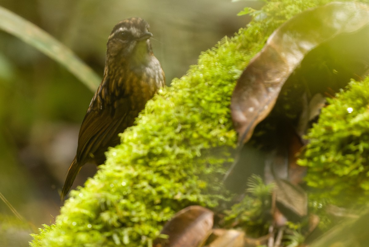 Mountain Wren-Babbler - ML612431227