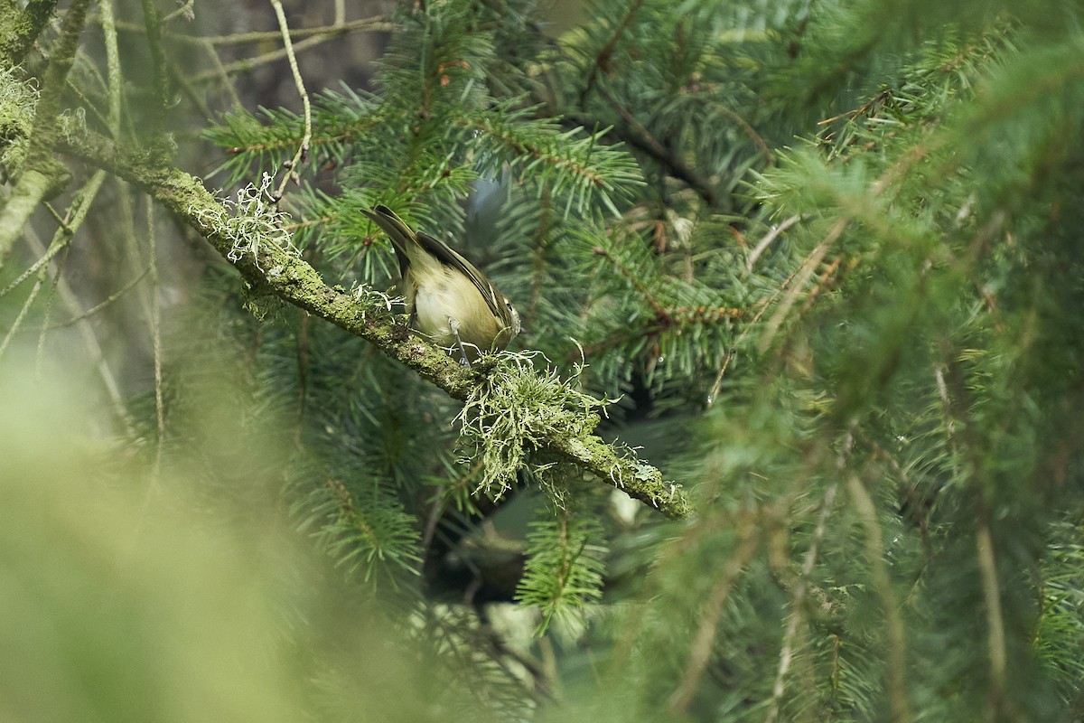 Ruby-crowned Kinglet - ML612431237