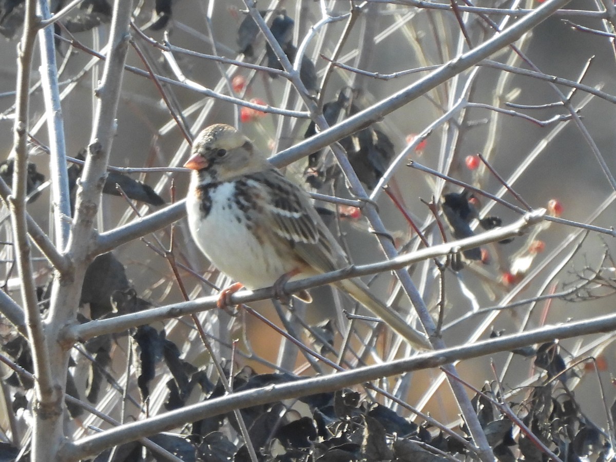 Harris's Sparrow - ML612431269