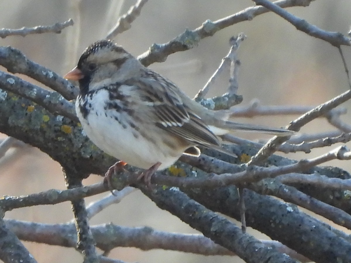 Harris's Sparrow - ML612431270