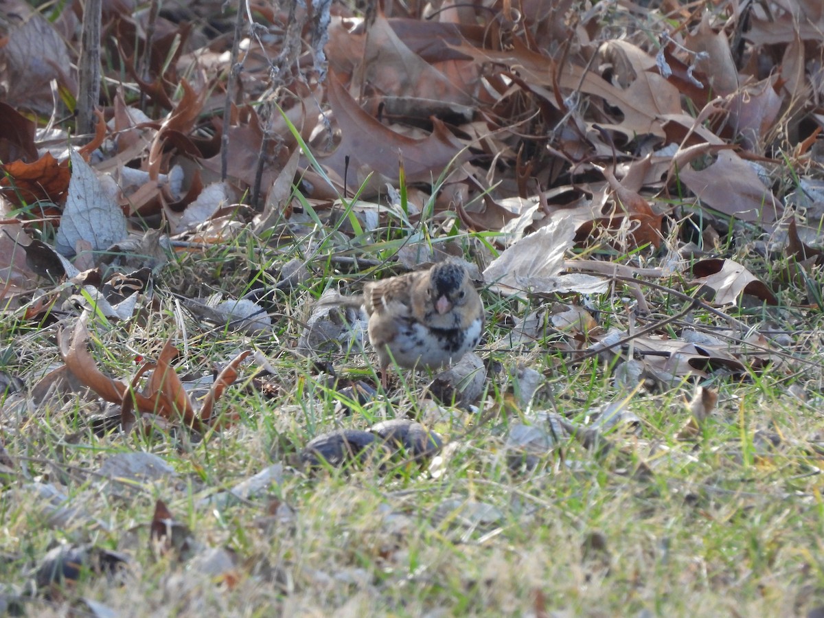 Harris's Sparrow - ML612431271