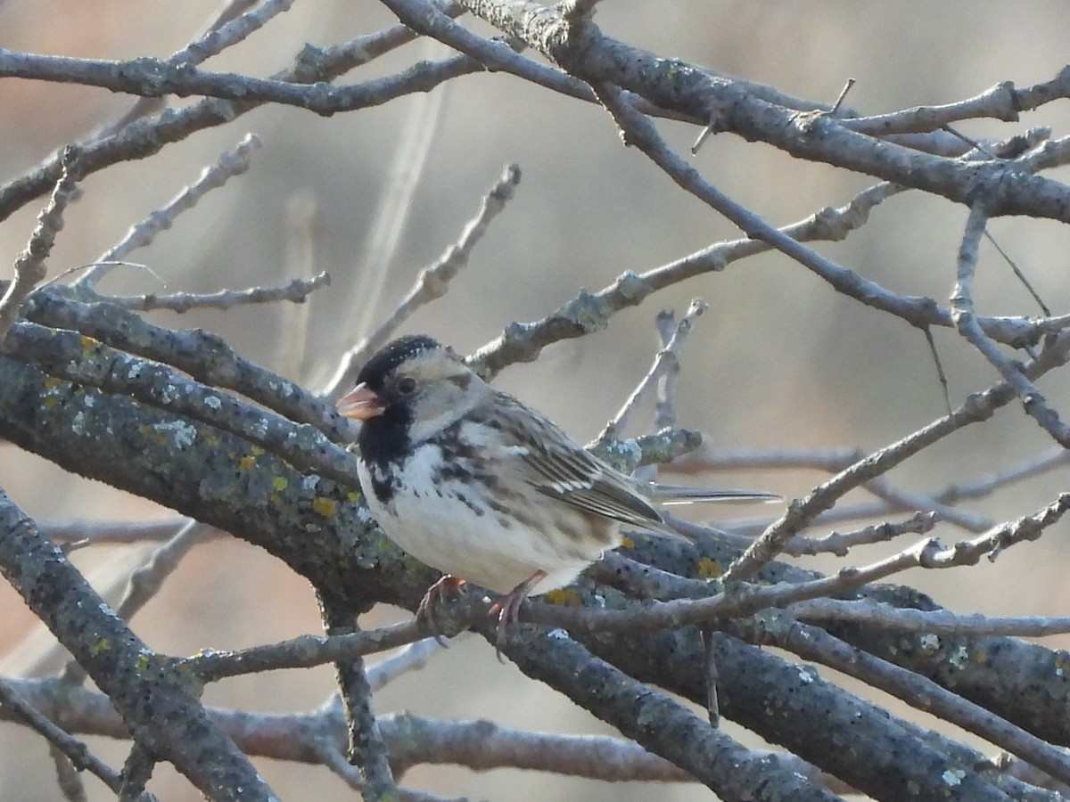 Harris's Sparrow - ML612431272