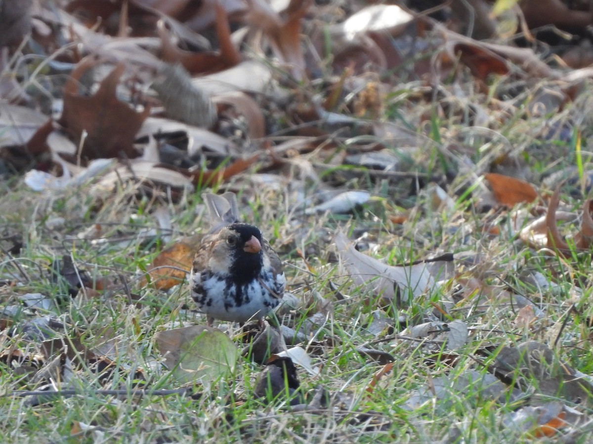 Harris's Sparrow - ML612431273