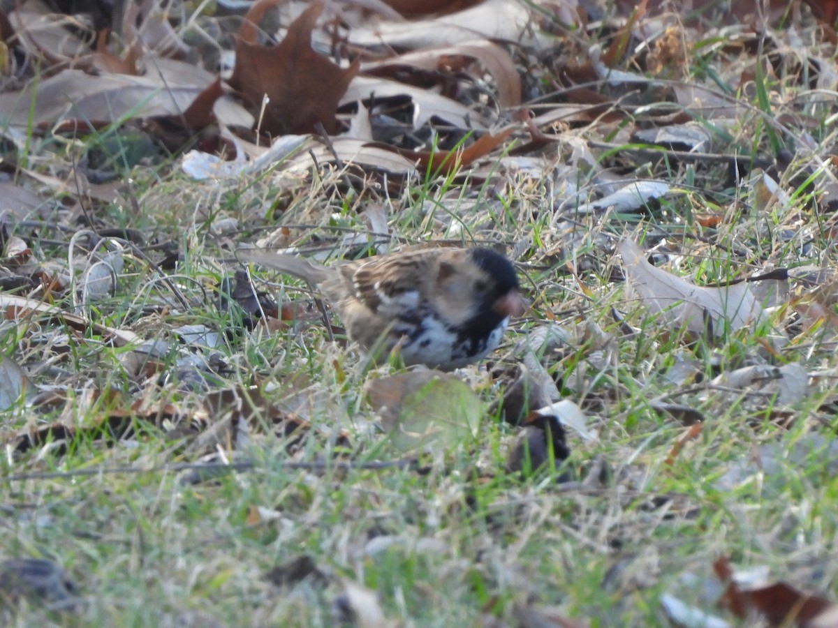 Harris's Sparrow - ML612431274