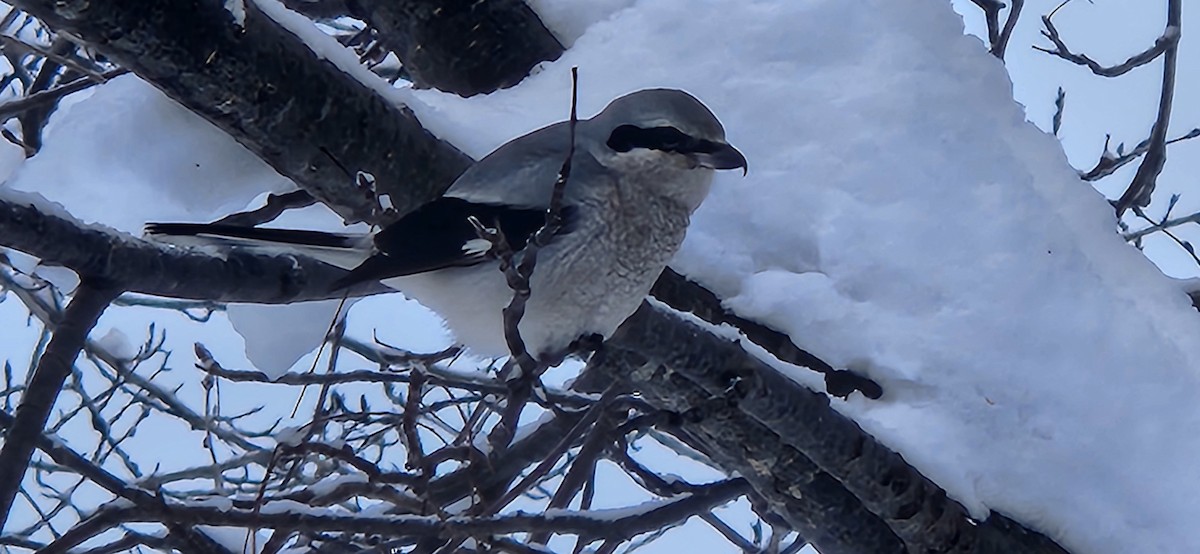 Northern Shrike - ML612431328