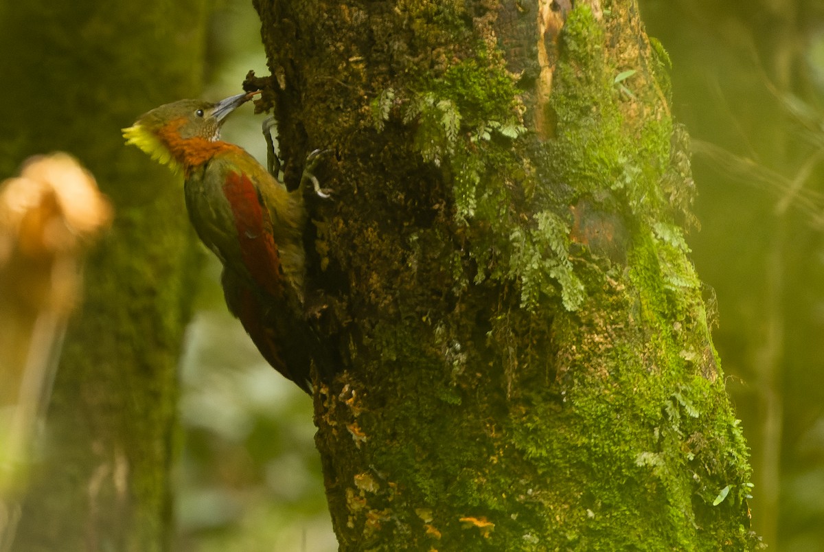 Checker-throated Woodpecker (Checker-throated) - ML612431335