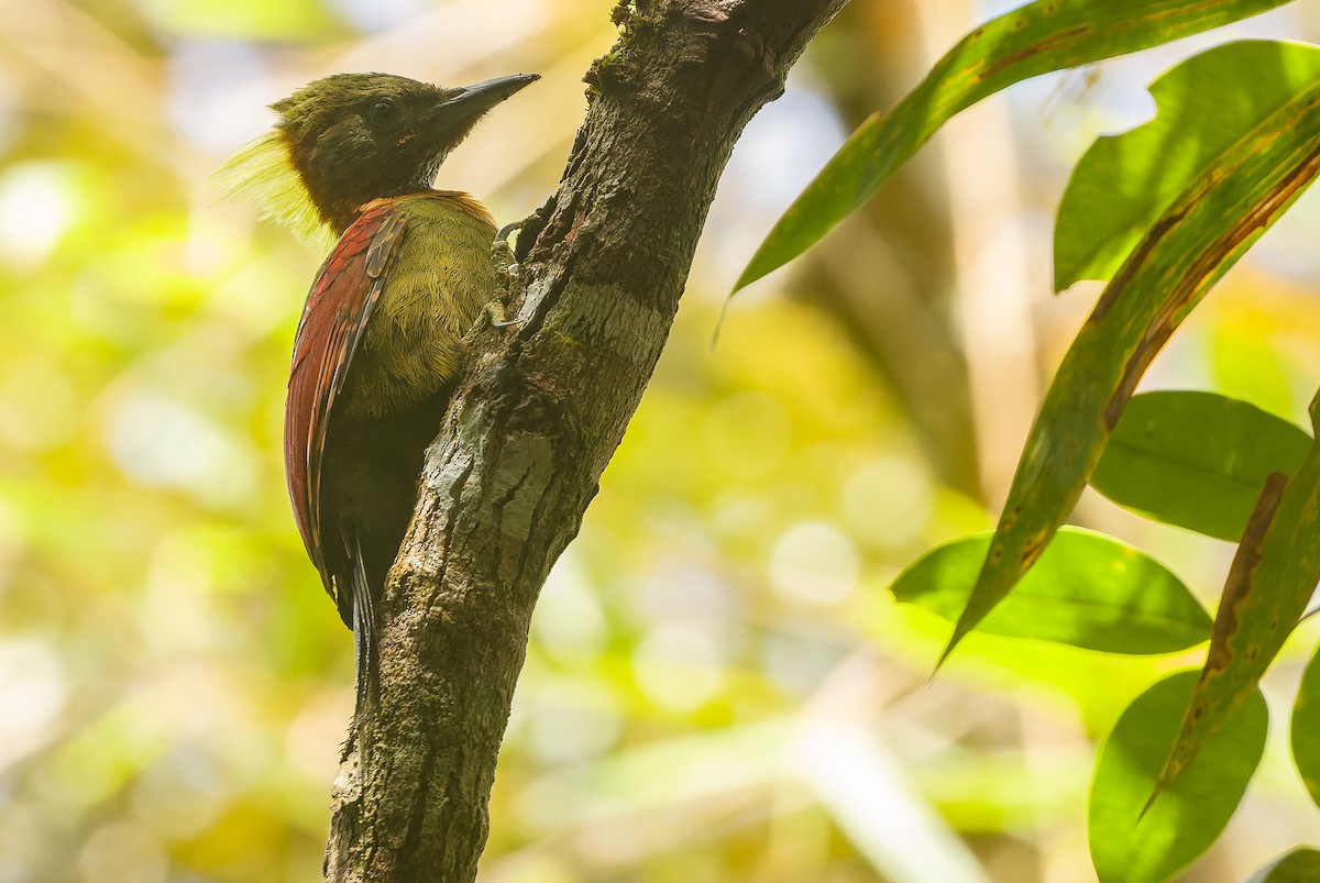 Checker-throated Woodpecker (Checker-throated) - ML612431336