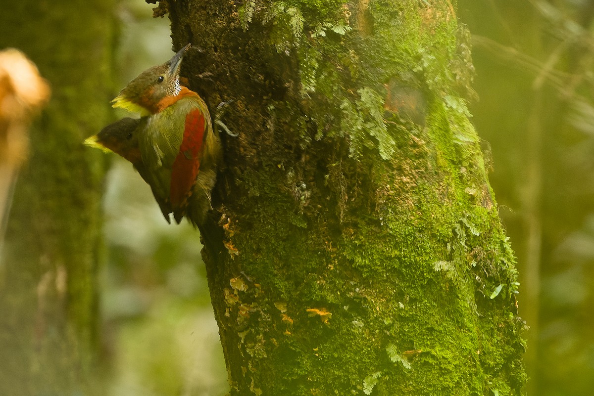 Checker-throated Woodpecker (Checker-throated) - ML612431337