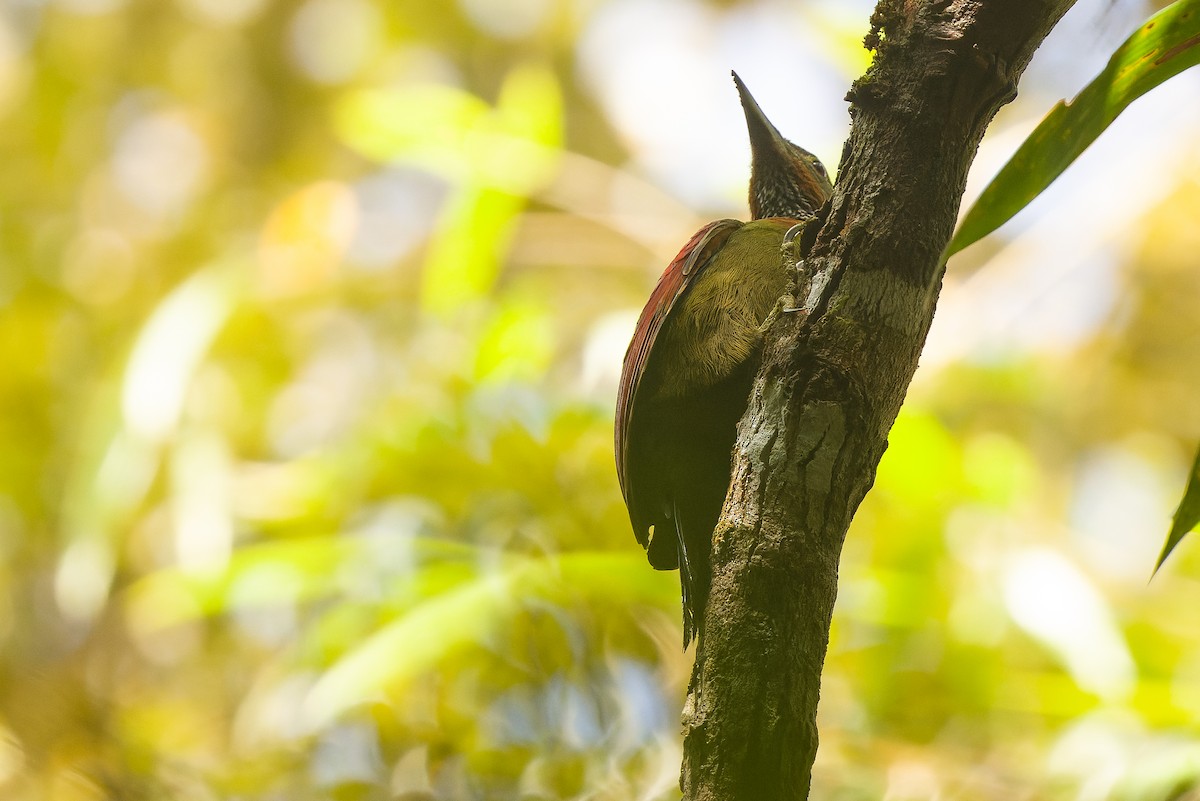 Checker-throated Woodpecker (Checker-throated) - ML612431338