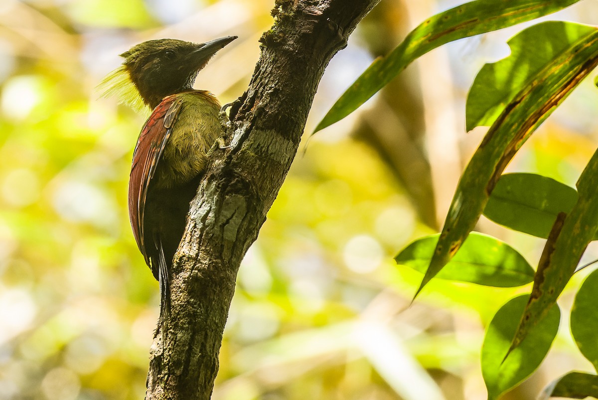 Checker-throated Woodpecker (Checker-throated) - ML612431339