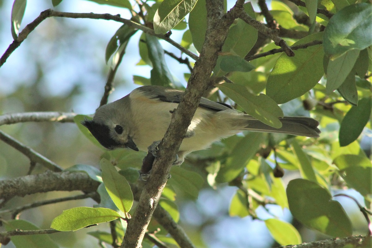 Mésange à plumet noir - ML612431463