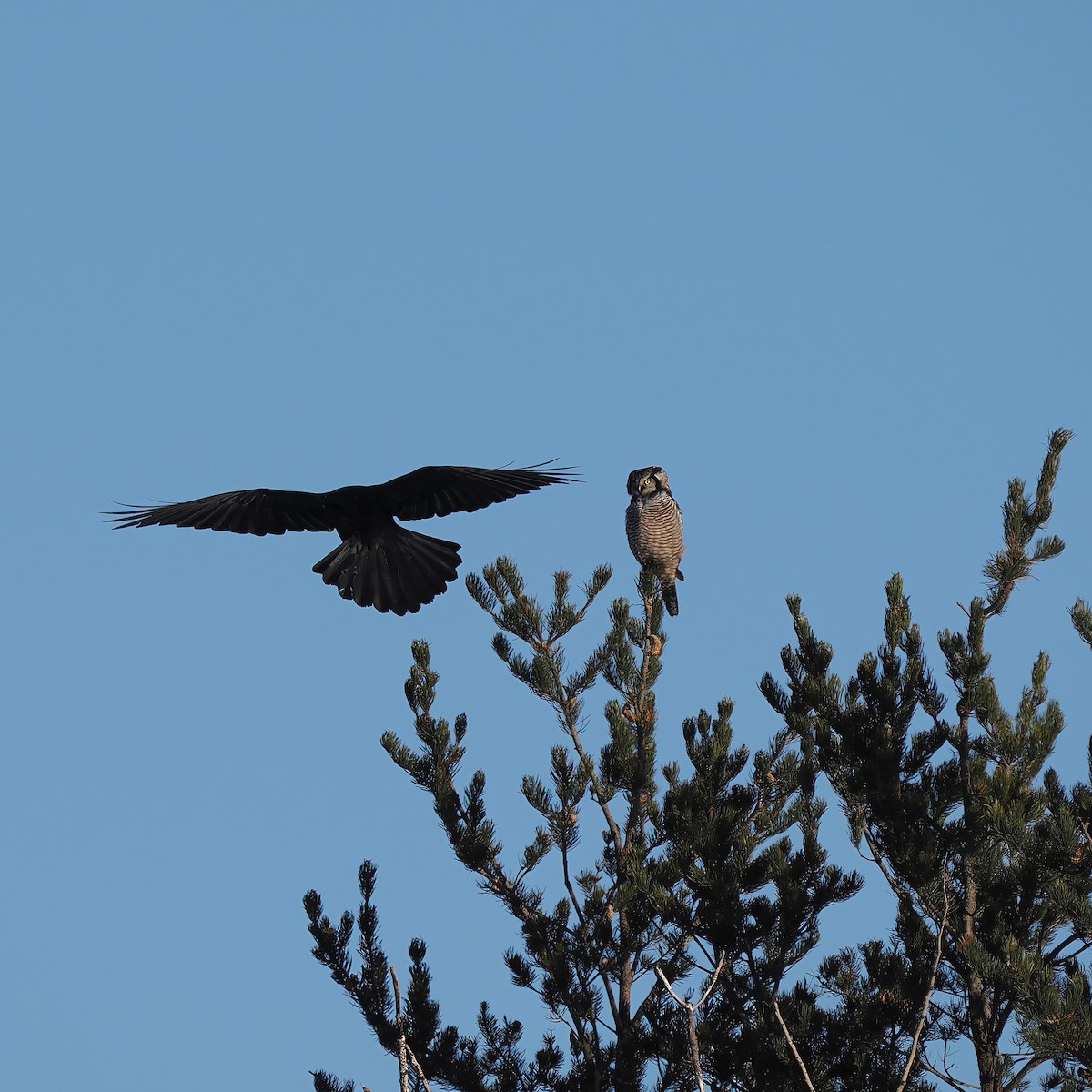 Northern Hawk Owl - ML612431466