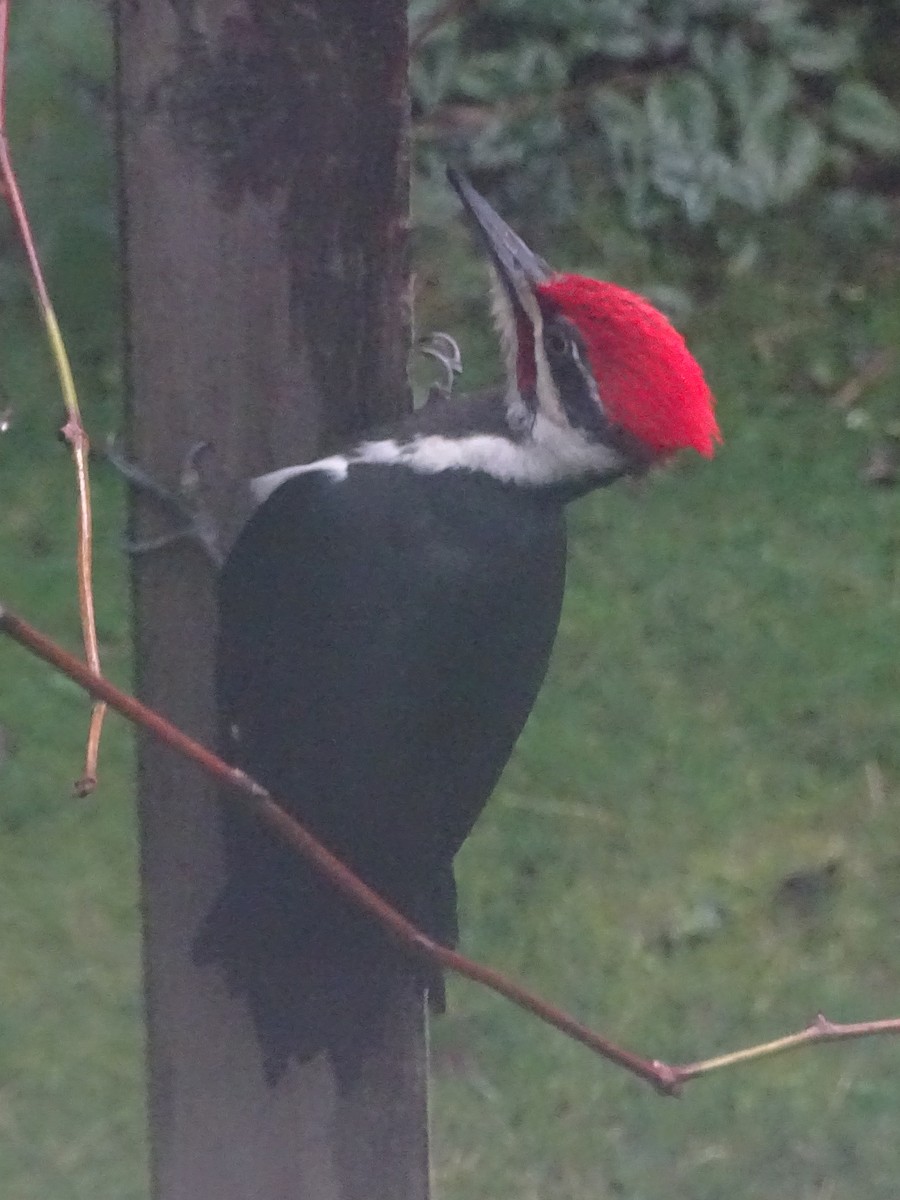 Pileated Woodpecker - ML612431490