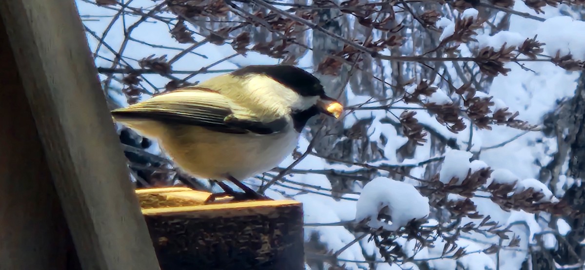 Black-capped Chickadee - ML612431492