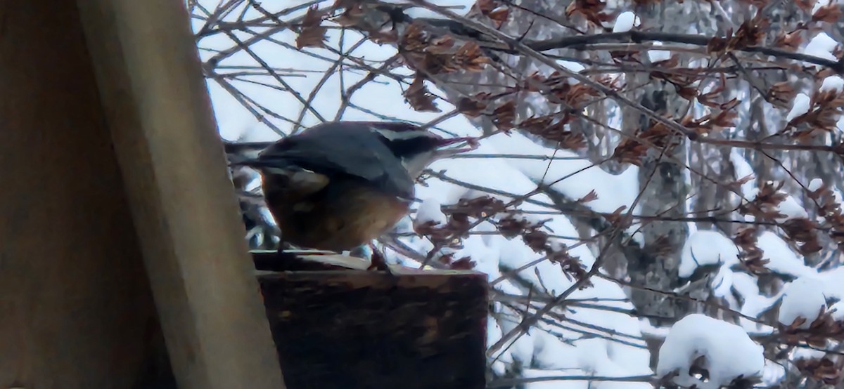 Red-breasted Nuthatch - ML612431495