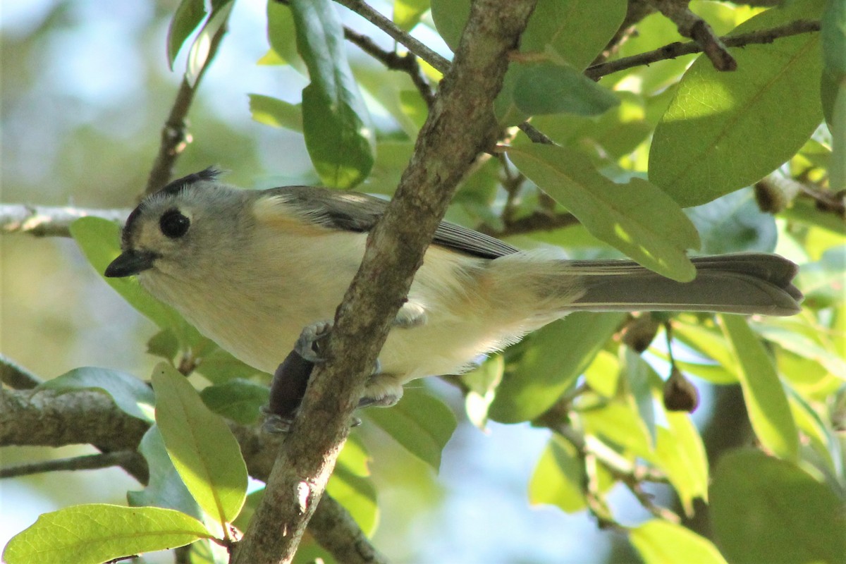 Black-crested Titmouse - ML612431512