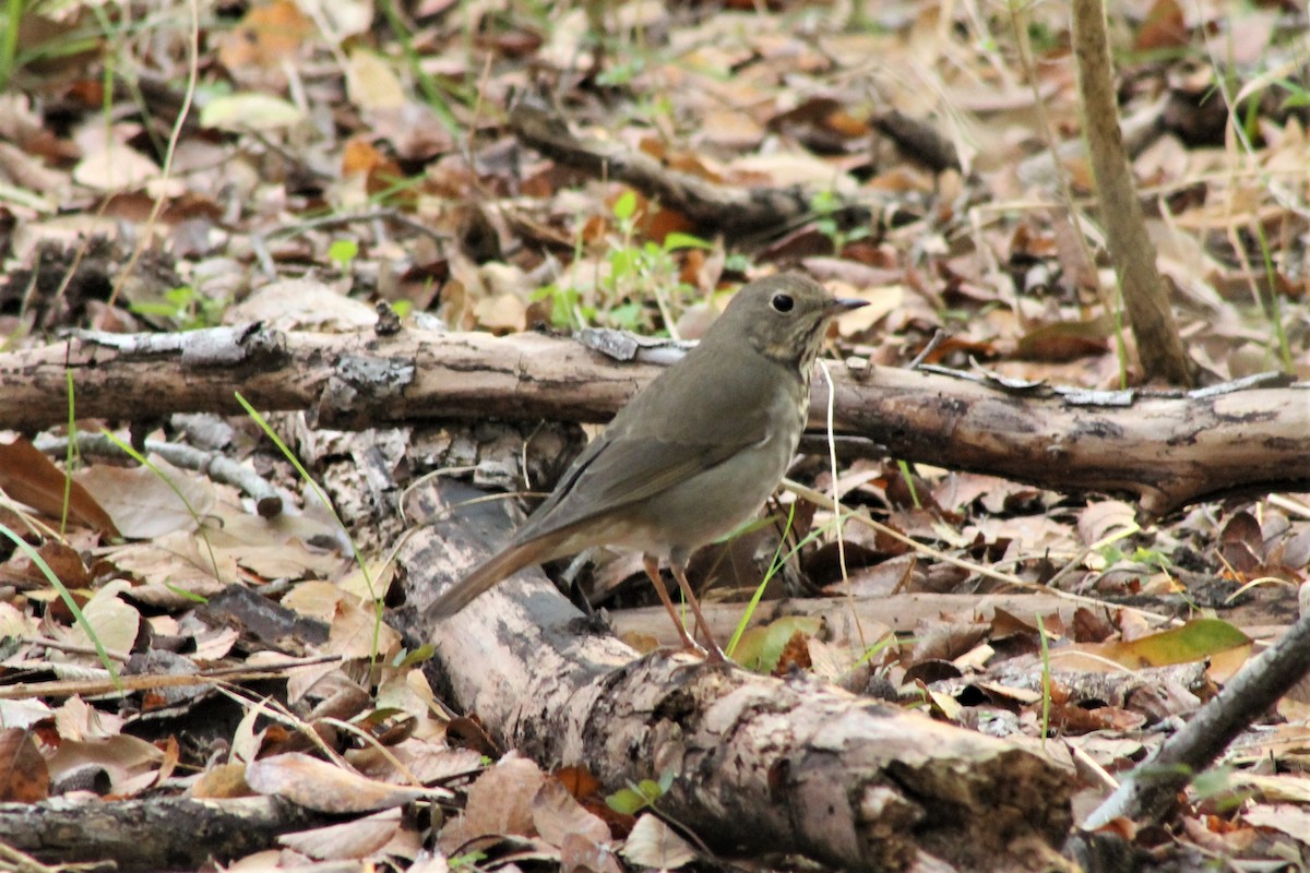 Hermit Thrush - ML612431525