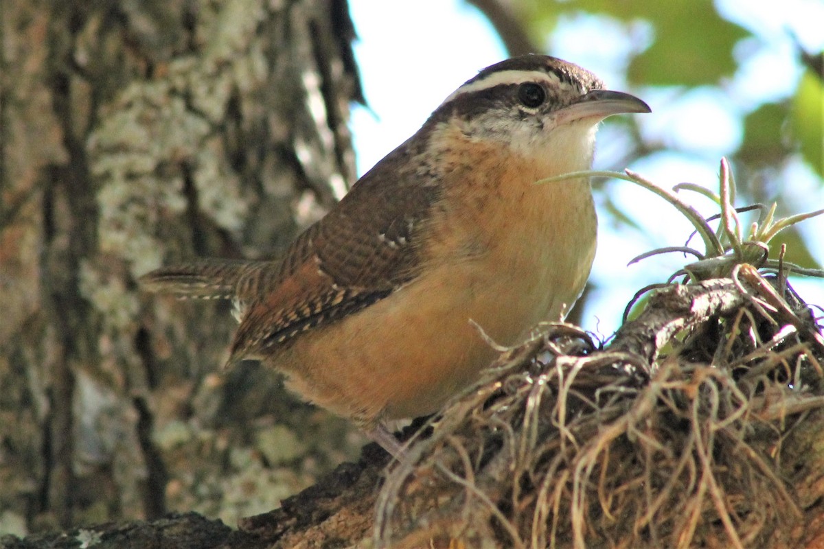 Carolina Wren - ML612431551