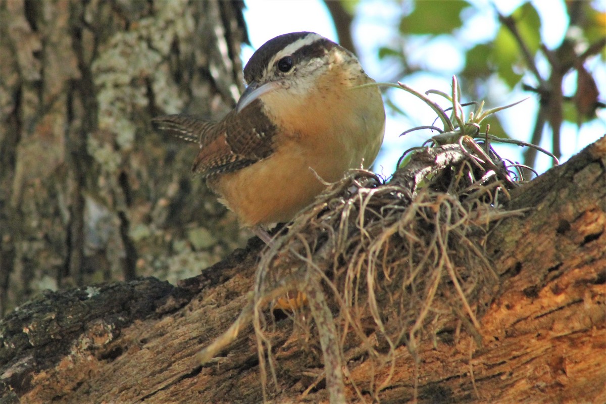 Carolina Wren - ML612431552