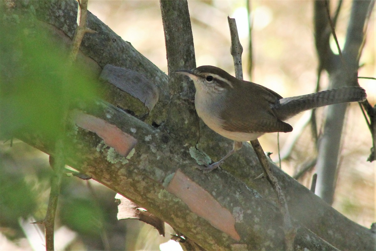 Bewick's Wren - ML612431572