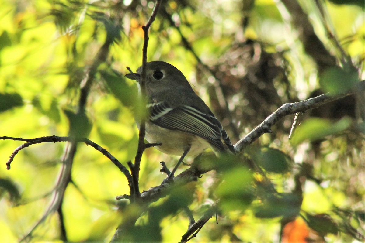 Ruby-crowned Kinglet - ML612431579