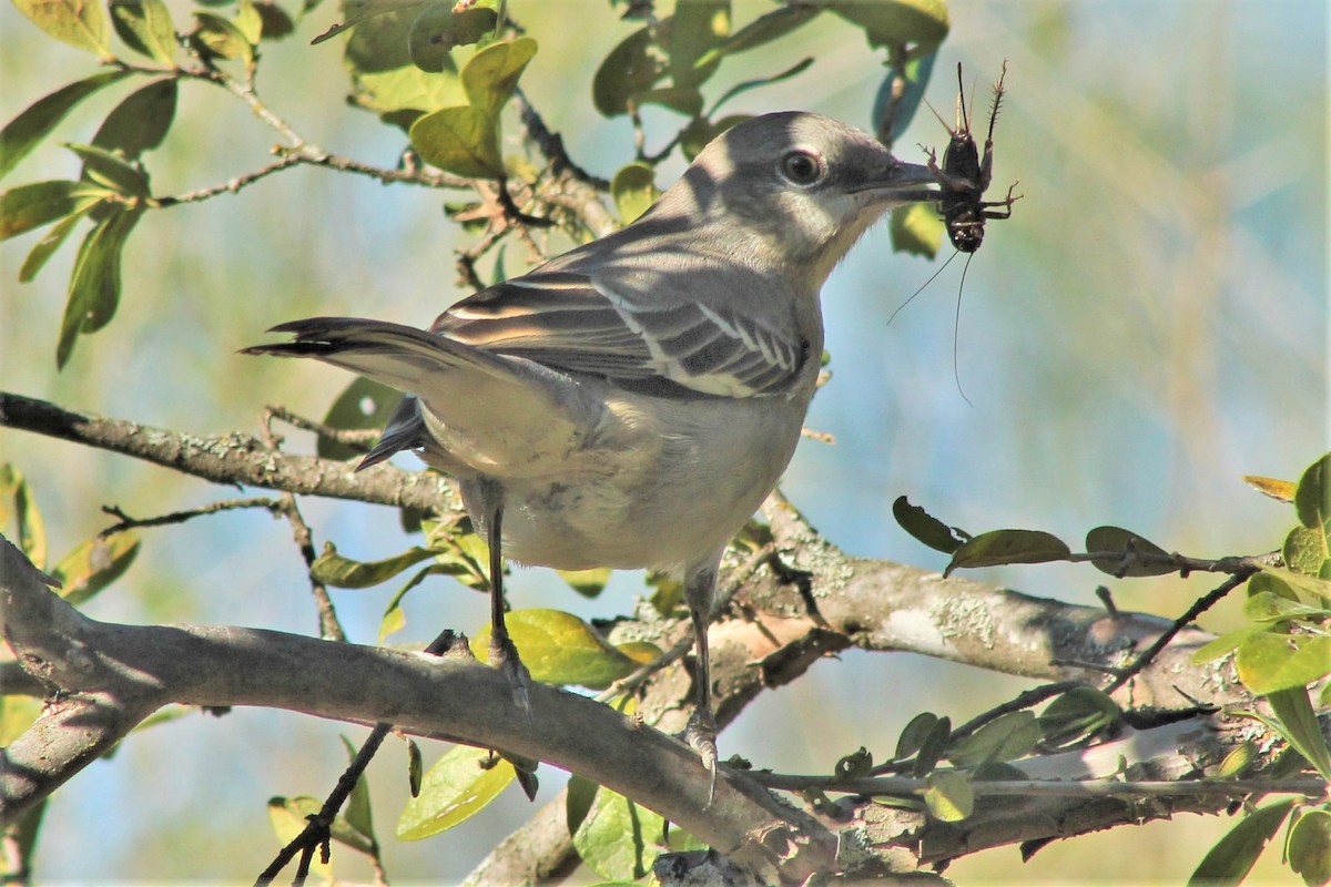 Northern Mockingbird - ML612431581