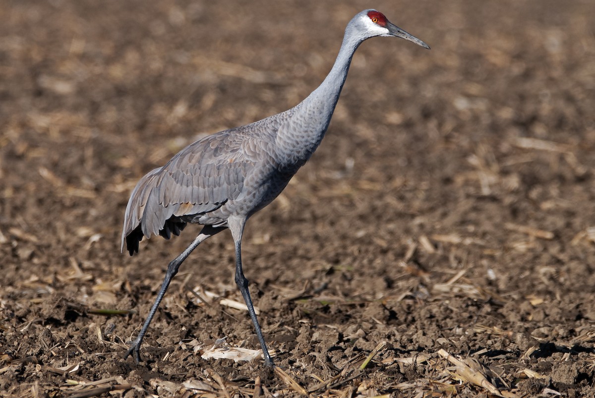 Sandhill Crane - ML612431606