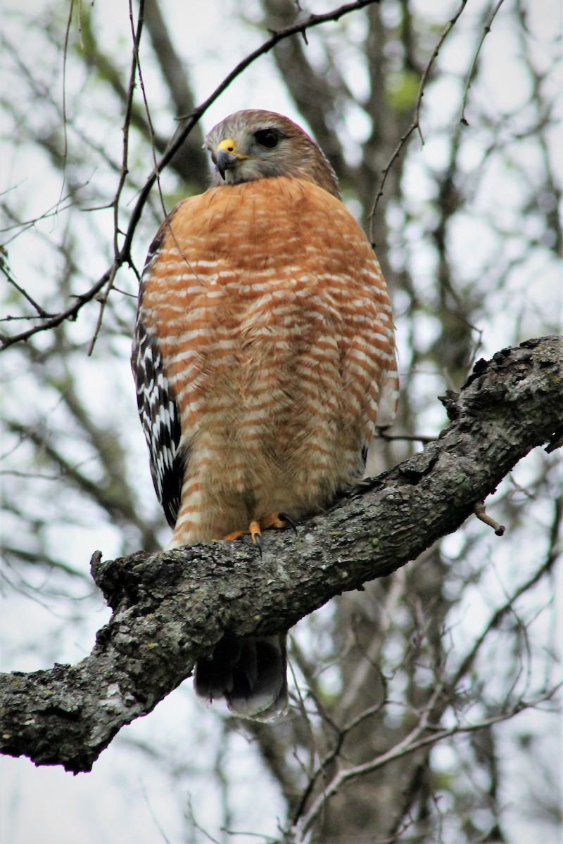 Red-shouldered Hawk - ML612431608