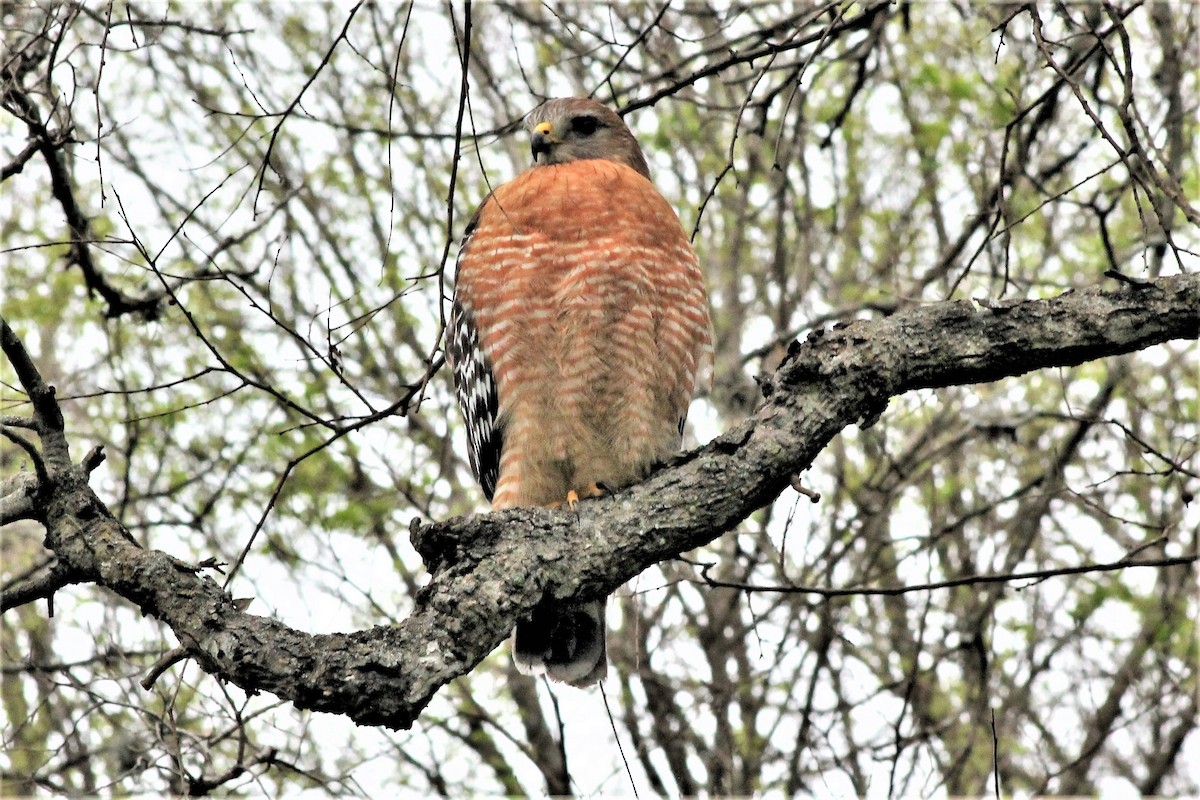 Red-shouldered Hawk - ML612431609