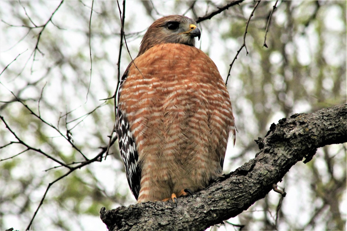 Red-shouldered Hawk - ML612431610