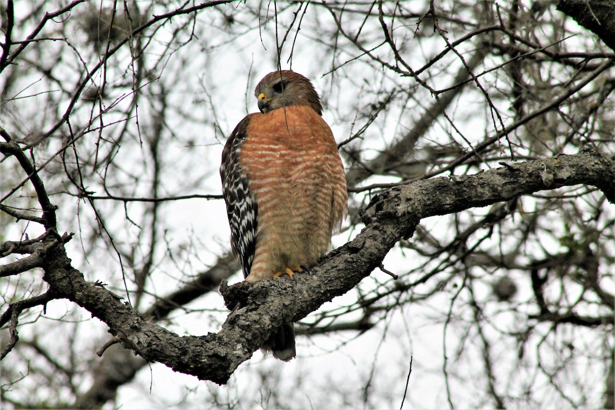 Red-shouldered Hawk - ML612431611