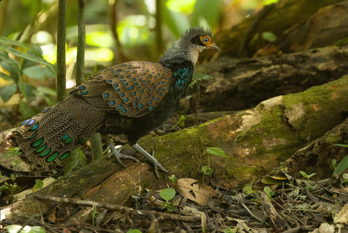 Bornean Peacock-Pheasant - Joachim Bertrands