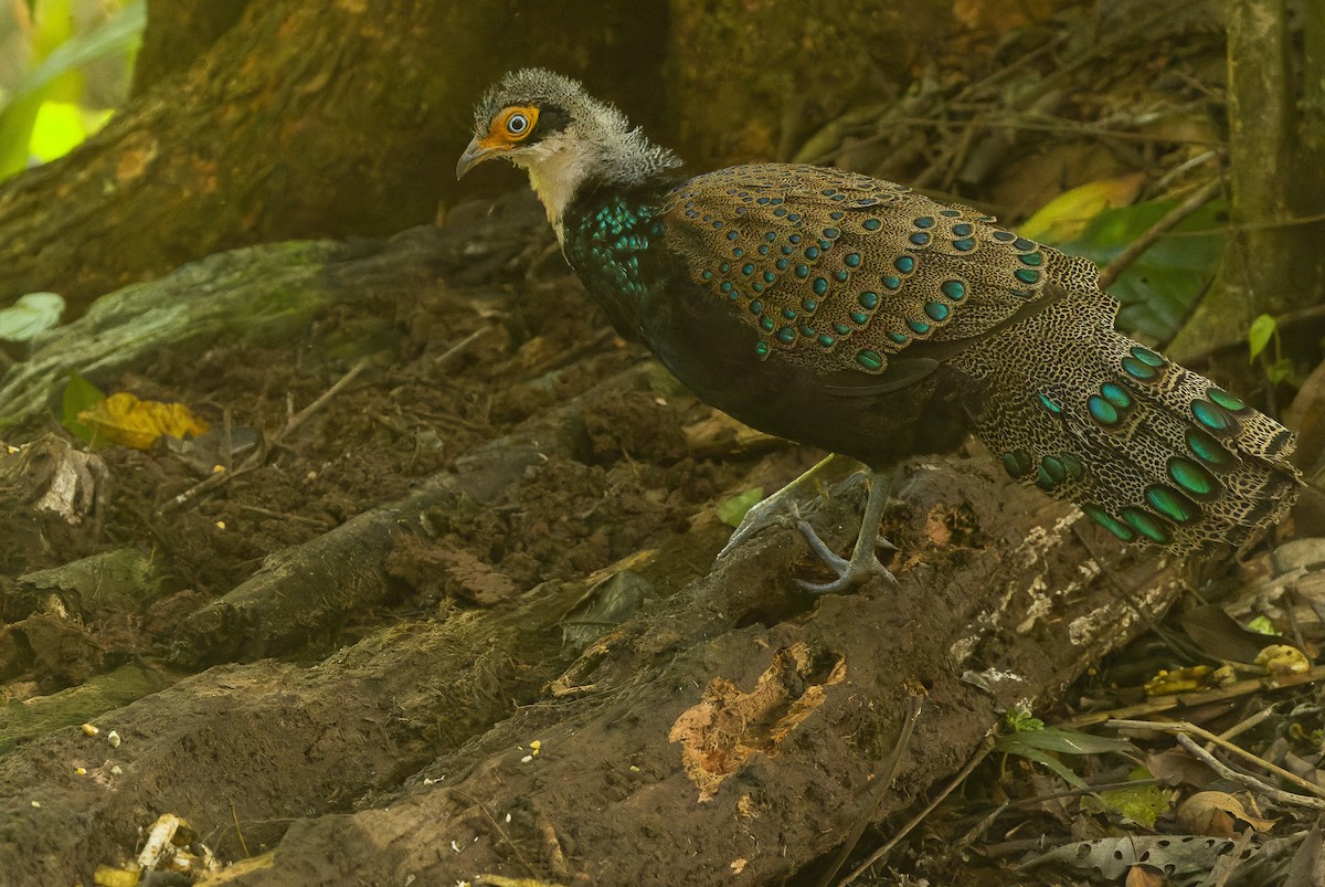 Bornean Peacock-Pheasant - Joachim Bertrands