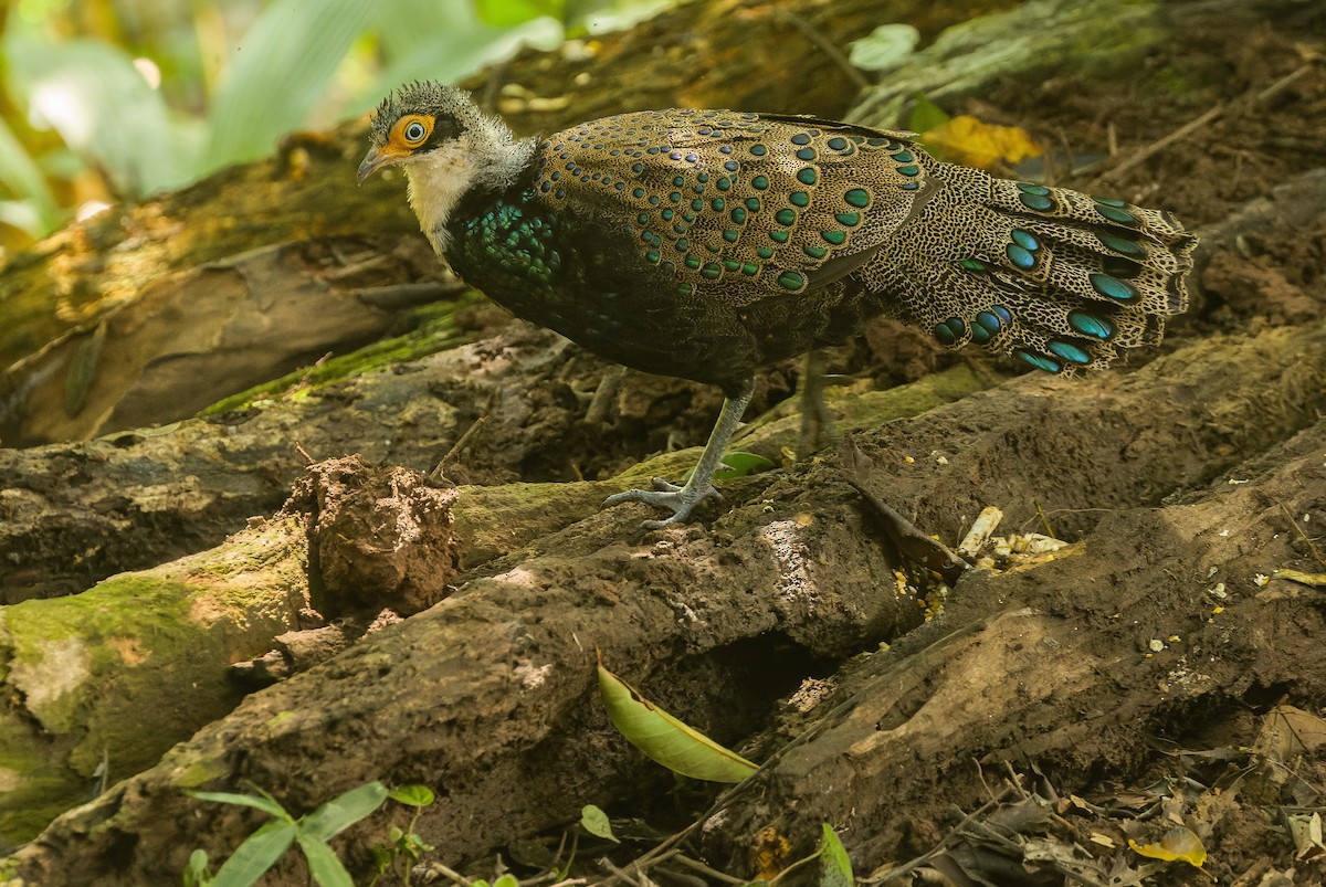 Bornean Peacock-Pheasant - Joachim Bertrands