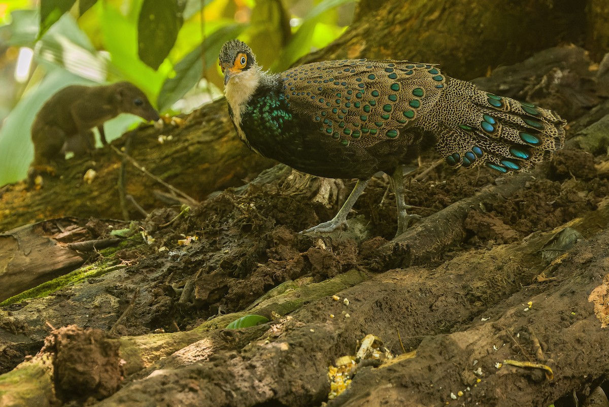 Bornean Peacock-Pheasant - Joachim Bertrands