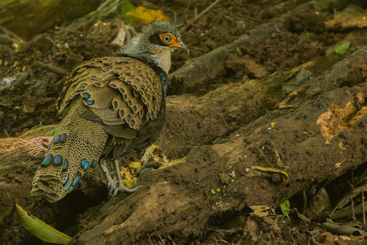 Bornean Peacock-Pheasant - Joachim Bertrands