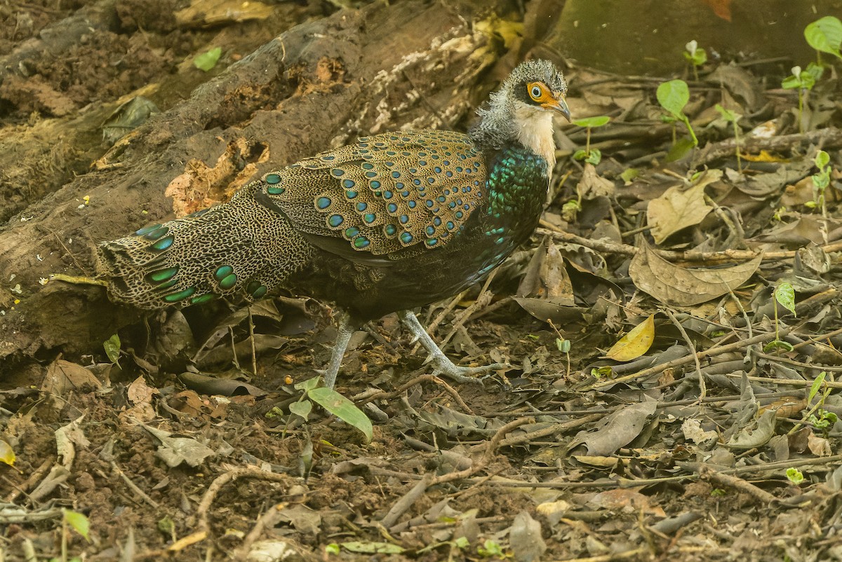 Bornean Peacock-Pheasant - Joachim Bertrands