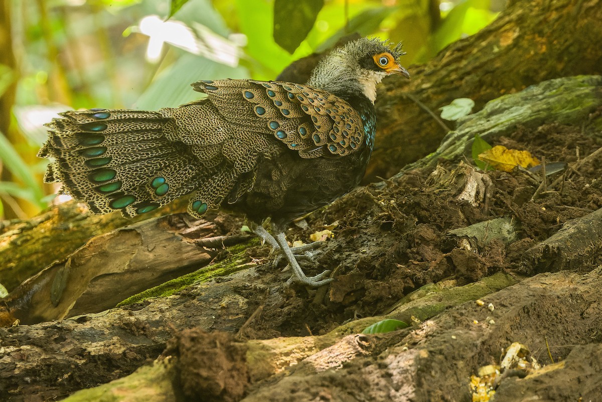 Bornean Peacock-Pheasant - Joachim Bertrands