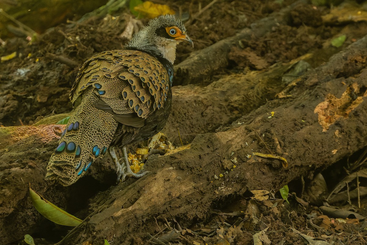 Bornean Peacock-Pheasant - Joachim Bertrands