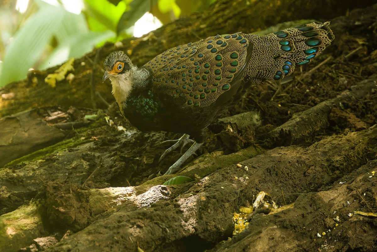 Bornean Peacock-Pheasant - Joachim Bertrands