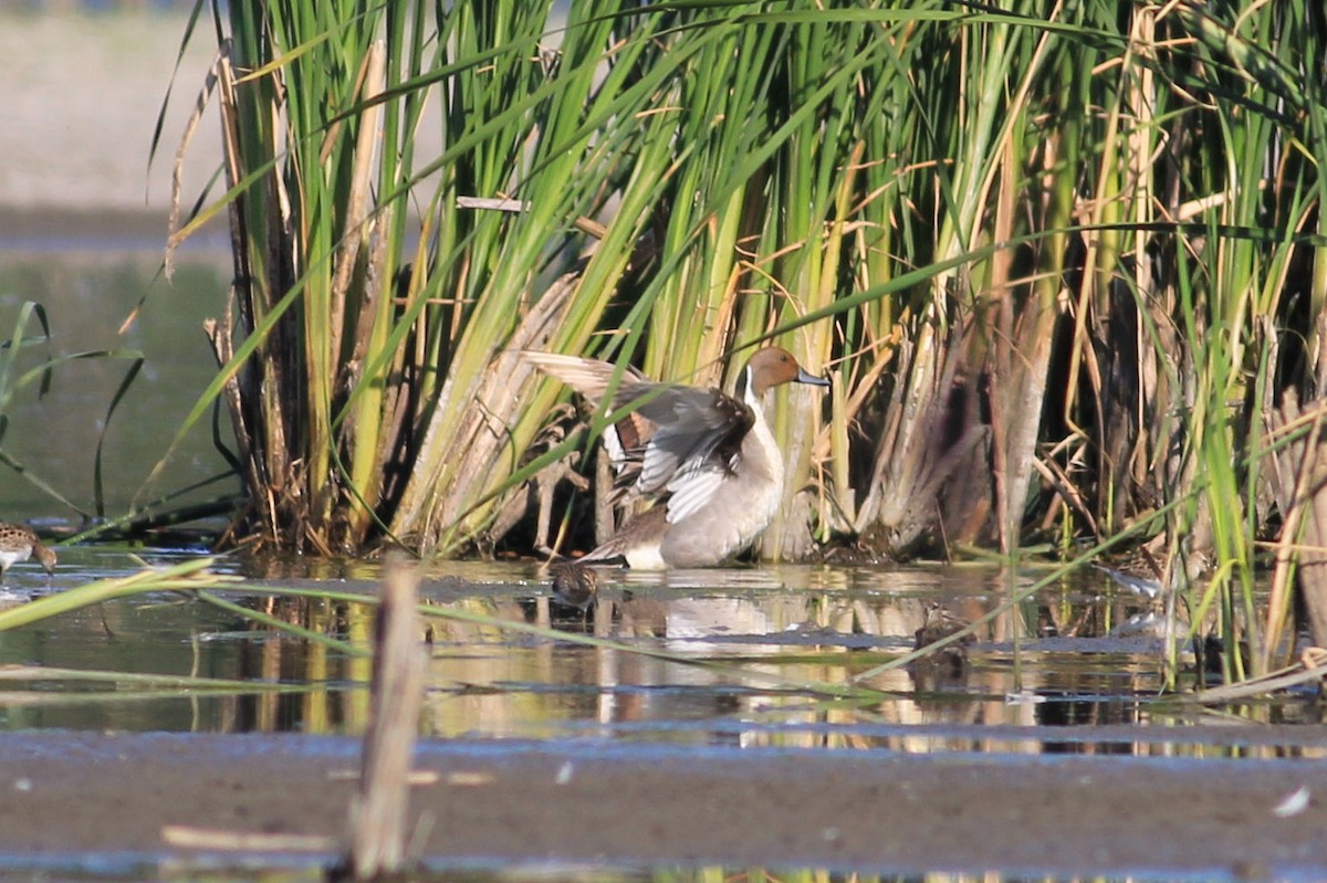 Northern Pintail - ML612431738