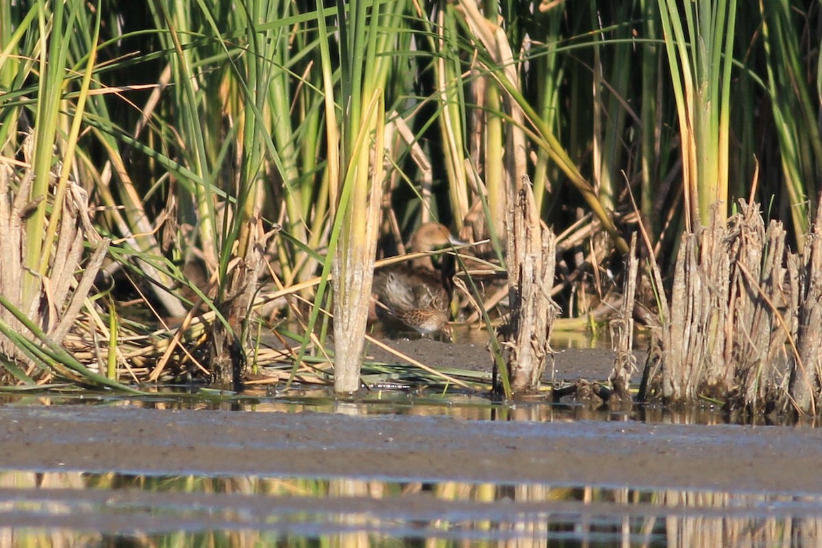 Northern Pintail - Nicholas March