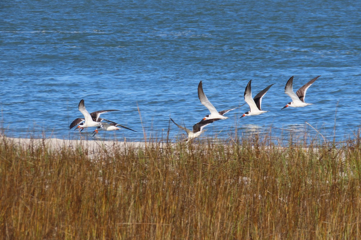 Black Skimmer - ML612431750